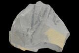 Pennsylvanian Fossil Plant (Lycopodites) Plate - Kentucky #126256-1